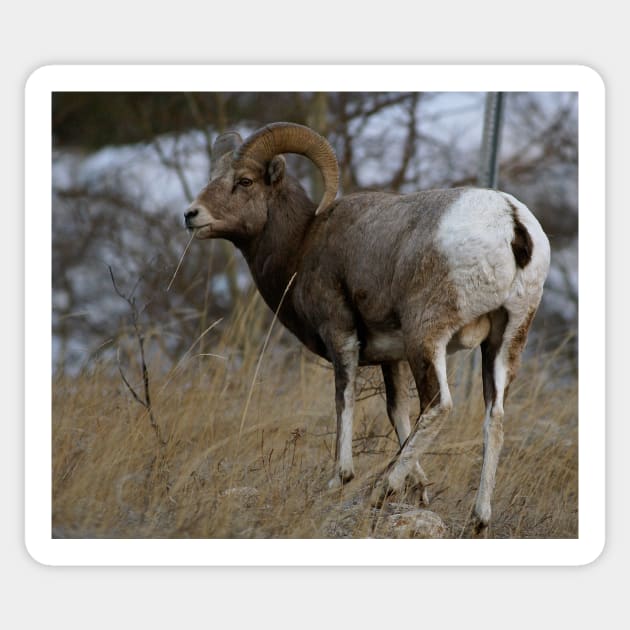 Big Horn Sheep Sticker by StevenElliot